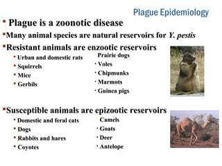 Plague Epidemiology
 Plague is a zoonotic diseasePlague is a zoonotic disease
Many animal species are natural reservoirs forMany animal species are natural reservoirs for Y. pestisY. pestis
Resistant animals are enzootic reservoirsResistant animals are enzootic reservoirs
 Urban and domestic ratsUrban and domestic rats
 SquirrelsSquirrels
 MiceMice
 GerbilsGerbils
Susceptible animals are epizootic reservoirsSusceptible animals are epizootic reservoirs
 Domestic and feral catsDomestic and feral cats
 DogsDogs
 Rabbits and haresRabbits and hares
 CoyotesCoyotes
• Prairie dogsPrairie dogs
• VolesVoles
• ChipmunksChipmunks
• MarmotsMarmots
• Guinea pigsGuinea pigs
• CamelsCamels
• GoatsGoats
• DeerDeer
• AntelopeAntelope
 