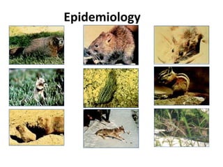 Epidemiology
 