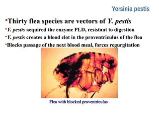 Yersinia pestis
Thirty flea species are vectors ofThirty flea species are vectors of Y. pestisY. pestis
Y. pestisY. pestis acquired the enzyme PLD, resistant to digestionacquired the enzyme PLD, resistant to digestion
Y. pestisY. pestis creates a blood clot in the proventriculus of the fleacreates a blood clot in the proventriculus of the flea
Blocks passage of the next blood meal, forces regurgitationBlocks passage of the next blood meal, forces regurgitation
Flea with blocked proventriculusFlea with blocked proventriculus
 