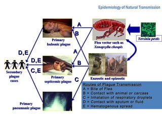 Epidemiology of Natural Transmission
Flea vector such asFlea vector such as
Xenopsylla cheopisXenopsylla cheopis
Enzootic and epizooticEnzootic and epizootic
animal reservoirsanimal reservoirs
Yersinia pestisYersinia pestisPrimaryPrimary
bubonic plaguebubonic plague
PrimaryPrimary
septicemic plaguesepticemic plague
PrimaryPrimary
pneumonic plaguepneumonic plague
AA
AA
SecondarySecondary
plagueplague
casescases
BB
BB
CC
C,EC,E
D,ED,E
D,ED,E
Routes of Plague TransmissionRoutes of Plague Transmission
A = Bite of FleaA = Bite of Flea
B = Contact with animal or carcassB = Contact with animal or carcass
C = Inhalation of respiratory dropletsC = Inhalation of respiratory droplets
D = Contact with sputum or fluidD = Contact with sputum or fluid
E = Hematogenous spreadE = Hematogenous spread
 
