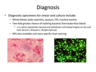 Diagnosis
• Diagnostic specimens for smear and culture include:
– Whole blood, bubo aspirates, sputum, CSF, tracheal washes
– Two-fold greater chance of isolating bacteria from bubo than blood
• 1 cc saline repeatedly injected and withdrawn until blood tinged, air dry and
stain (Gram’s, Wayson’s, Wright-Giemsa)
– DFA also available and more specific than staining
 