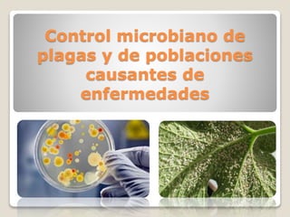 Control microbiano de
plagas y de poblaciones
causantes de
enfermedades
 