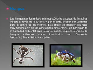 CONTROL MICROBIANO DE PLAGAS | PPTX