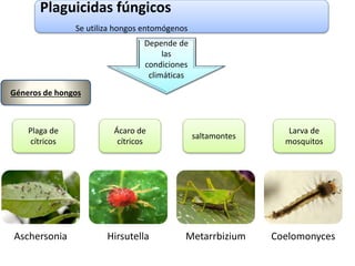 Plaguicidas fúngicos
Se utiliza hongos entomógenos
Depende de
las
condiciones
climáticas
Aschersonia Hirsutella Metarrbizium Coelomonyces
Plaga de
cítricos
Ácaro de
cítricos
saltamontes
Larva de
mosquitos
Géneros de hongos
 