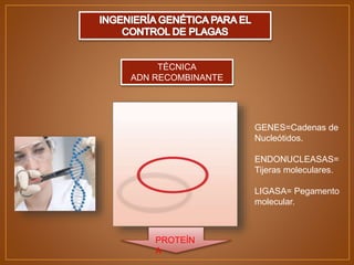 TÉCNICA
ADN RECOMBINANTE
GENES=Cadenas de
Nucleótidos.
ENDONUCLEASAS=
Tijeras moleculares.
LIGASA= Pegamento
molecular.
PROTEÍN
A
 