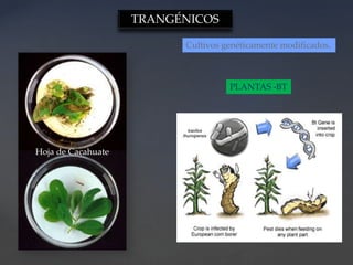 Hoja de Cacahuate
Cultivos genéticamente modificados.
PLANTAS -BT
TRANGÉNICOS
 
