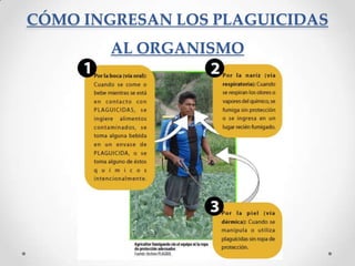 CÓMO INGRESAN LOS PLAGUICIDAS
        AL ORGANISMO
 