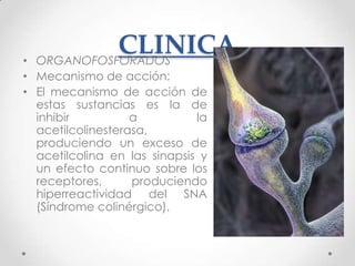 •
            CLINICA
  ORGANOFOSFORADOS
• Mecanismo de acción:
• El mecanismo de acción de
  estas sustancias es la de
  inhibir          a          la
  acetilcolinesterasa,
  produciendo un exceso de
  acetilcolina en las sinapsis y
  un efecto continuo sobre los
  receptores,      produciendo
  hiperreactividad del SNA
  (Síndrome colinérgico).
 