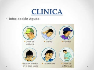 CLINICA
• Intoxicación Aguda:
 