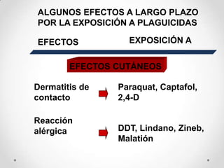 ALGUNOS EFECTOS A LARGO PLAZO
POR LA EXPOSICIÓN A PLAGUICIDAS

EFECTOS           EXPOSICIÓN A


        EFECTOS CUTÁNEOS

Dermatitis de   Paraquat, Captafol,
contacto        2,4-D

Reacción
alérgica        DDT, Lindano, Zineb,
                Malatión
 