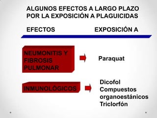 ALGUNOS EFECTOS A LARGO PLAZO
POR LA EXPOSICIÓN A PLAGUICIDAS

EFECTOS           EXPOSICIÓN A


NEUMONITIS Y
FIBROSIS           Paraquat
PULMONAR

                    Dicofol
INMUNOLÓGICOS       Compuestos
                    organoestánicos
                    Triclorfón
 