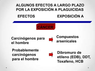 ALGUNOS EFECTOS A LARGO PLAZO
  POR LA EXPOSICIÓN A PLAGUICIDAS
   EFECTOS            EXPOSICIÓN A


             CÁNCER


Carcinógenos para     Compuestos
el hombre             arsenicales

Probablemente
                      Dibromuro de
carcinógenos
                      etileno (EDB), DDT,
para el hombre
                      Toxafeno, HCB
 
