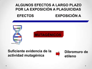 ALGUNOS EFECTOS A LARGO PLAZO
    POR LA EXPOSICIÓN A PLAGUICIDAS
     EFECTOS                 EXPOSICIÓN A




                MUTAGÉNICOS



Suficiente evidencia de la       Dibromuro de
actividad mutagénica             etileno
 