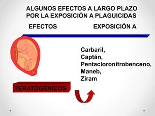 ALGUNOS EFECTOS A LARGO PLAZO
  POR LA EXPOSICIÓN A PLAGUICIDAS
   EFECTOS           EXPOSICIÓN A


                 Carbaril,
                 Captán,
                 Pentacloronitrobenceno,
                 Maneb,
                 Ziram
TERATOGÉNICOS
 