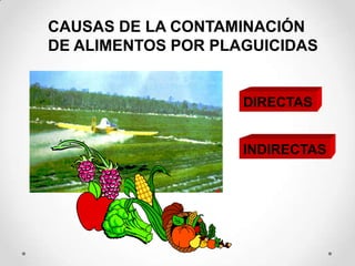 CAUSAS DE LA CONTAMINACIÓN
DE ALIMENTOS POR PLAGUICIDAS


                    DIRECTAS


                    INDIRECTAS
 