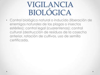 VIGILANCIA
            BIOLÓGICA
• Control biológico natural o inducido (liberación de
  enemigos naturales de las plagas o insectos
  estériles); control legal (cuarentenas); control
  cultural (destrucción de residuos de la cosecha
  anterior, rotación de cultivos, uso de semilla
  certificada,
 