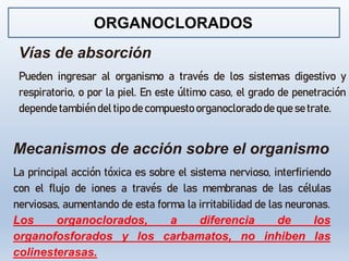 ORGANOCLORADOS
Vías de absorción
Pueden ingresar al organismo a través de los sistemas digestivo y
respiratorio, o por la piel. En este último caso, el grado de penetración
depende también del tipo de compuesto organoclorado de que se trate.
Mecanismos de acción sobre el organismo
La principal acción tóxica es sobre el sistema nervioso, interfiriendo
con el flujo de iones a través de las membranas de las células
nerviosas, aumentando de esta forma la irritabilidad de las neuronas.
Los organoclorados, a diferencia de los
organofosforados y los carbamatos, no inhiben las
colinesterasas.
 