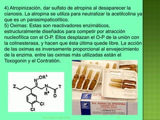 4) Atropinización, dar sulfato de atropina al desaparecer la
cianosis. La atropina se utiliza para neutralizar la acetilcolina ya
que es un parasimpaticolítico.
5) Oximas: Estas son reactivadores enzimáticos,
estructuralmente diseñados para competir por atracción
nucleofílica con el O-P. Ellos desplazan el O-P de la unión con
la colinesterasa, y hacen que ésta última quede libre. La acción
de las oximas es inversamente proporcional al envejecimiento
de la enzima. entre las oximas más utilizadas están el
Toxogonin y el Contratión.




                  maria johana ortega stifano          42
 
