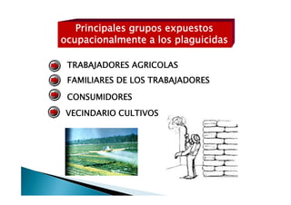 Principales grupos expuestos
ocupacionalmente a los plaguicidas

 TRABAJADORES AGRICOLAS
 FAMILIARES DE LOS TRABAJADORES

 CONSUMIDORES
 VECINDARIO CULTIVOS
 