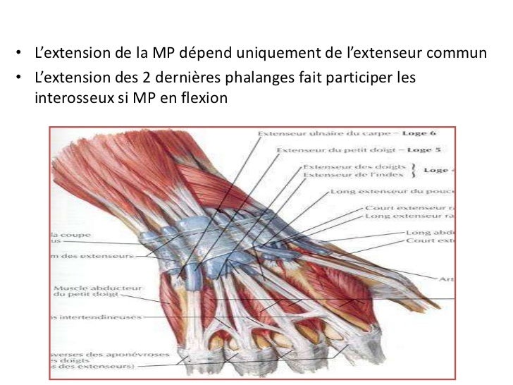 Extenseurs Main Tendon Extenseur Main | Tendon Extenseur Doigt Droit – OGEW