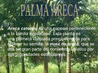 Areca catechu  es una especie perteneciente a la familia Arecaceae. Esta planta es una palmera cultivada principalmente para obtener su semilla, la  nuez de areca , que se usa en gran parte del continente asiatico por sus propiedades estimulantes.  PALMA ARECA 