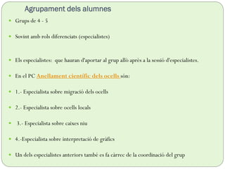 Agrupament dels alumnes
 Grups de 4 - 5
 Sovint amb rols diferenciats (especialistes)
 Els especialistes: que hauran d'aportar al grup allò après a la sessió d'especialistes.
 En el PC Anellament científic dels ocells són:
 1.- Especialista sobre migració dels ocells
 2.- Especialista sobre ocells locals
 3.- Especialista sobre caixes niu
 4.-Especialista sobre interpretació de gràfics
 Un dels especialistes anteriors també es fa càrrec de la coordinació del grup
 