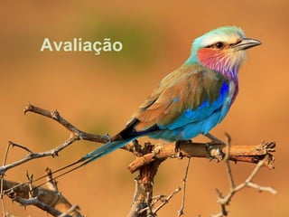 Avaliação
 
