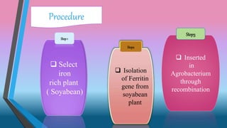 A presentation on developing iron enriched rice | PPT