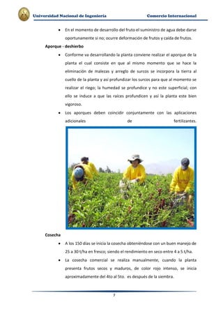 Plan de-exportacion-de-paprika-a-eeuu