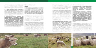 18 MINISTERIO DE AGRICULTURA Y RIEGO PLAN NACIONAL DE DESARROLLO GANADERO 2017-2027 19
alimenticia; alcanzándose tasas de mortalidad incremental
de hasta 2.6% de la población afectada (FAO, 2008).
Ello evidencia la baja capacidad de prevención de los
diferentes niveles de gobierno y los mismos productores.
En el Plan de Riesgos ante el Cambio Climático para el
sector Agricultura, se establecen las zonas vulnerables
ante las heladas, friajes, sequías e inundaciones para la
actividad ganadera; las mismas que se concentran en la
sierra sur y centro del país y pueden afectar a más de 2.5
millones de alpacas, 3.5 millones de ovinos y 1 millón de
vacunos (MINAGRI, 2012).
El ordenamiento territorial es fundamental para
establecer y optimizar el desarrollo de las actividades
productivas, puesto que, realizar actividades ganaderas
en zonas vulnerables, incrementa el riesgo de pérdidas
económicas. Se conoce que 13 Gobiernos Regionales,
bajo Ordenanza Regional, han realizado su Zonificación
Ecológica Económica (MINAM, 2016), la cual será la base
de los Planes de Ordenamiento Territorial (POT) que
permitan establecer las zonas más aptas para el desarrollo
de las diferentes especies ganaderas, optimizando el uso
del territorio en función a su potencial productivo.
3.2.2. Productividad por especie
VACUNOS
La población total de vacunos en el Perú es de 5.2 millones
decabezas(CENAGRO,2012)observándoseunincremento
de 14.7% y 35.3% en comparación a los años 1994 y 1972,
respectivamente. El 63.9% de los vacunos son Criollos,
siendo las razas predominantes Brown Swiss (17.6%),
Holstein (10.3%) y Cebú (3.4%). El 73% se encuentra en la
sierra, 12% en la costa y 15% en la selva (CENAGRO, 2012).
La población de vacas en ordeño es 893,769 cabezas
(MINAGRI, 2017), mostrando un ritmo de crecimiento
anual de 1.9% (periodo 2007-2016); siendo las regiones
con mayor población Cajamarca (17.7%), Puno (11.41%)
y Cusco (9.05%). En este periodo, las regiones con mayor
tasa promedio de crecimiento fueron Cusco (11.6%), San
Martín (9.1%) y Tumbes (6.6%) (MINAGRI, 2017).
Las cuencas lecheras más productoras son Cajamarca
(18.2%), Arequipa (17.9%) y Lima (17.8%); sin embargo,
las regiones con las mayores tasas anuales de incremento,
en los últimos 10 años, son Ica (11.65%), Cusco (10.54%)
y Junín (10.46%) (MINAGRI, 2017). El consumo anual
de leche es 87 kg/persona/año, habiendo mostrado
un incremento anual de 2.88% (periodo 2007-2016)
(MINAGRI, 2017). No obstante, la FAO recomienda un
consumo de 120 kg/persona (FAO, 2017) quedando una
brecha de 33 kg. Por otro lado, las importaciones de
leche en polvo han crecido a una tasa promedio anual
de 10.3% (periodo 2007-2016), lo que puede deberse
al aumento de la demanda nacional de leche; mientras
que, las exportaciones de leche evaporada también han
incrementado en 4.7% anual (MINAGRI, 2017).
Las regiones con mayor producción de carne muestran
tasas de crecimiento anuales positivas (Cajamarca, 1.58%;
Lima, 0.06% y Puno, 1.45%) (MINAGRI, 2016); asimismo,
el peso promedio de carcasa ha crecido en 0.21% anual
alcanzando los 140.8 kg/animal, (MINAGRI, 2017). En
los últimos 10 años, el precio ha mostrado una tasa de
crecimiento anual de 4.29%. Por otro lado, se importaron
3,327 toneladas de carne en el 2016, 10.39% menos que el
2015 (SUNAT, 2017). Asimismo, en el 2016 se exportaron
27 toneladas, exhibiendo una tasa promedio anual de
-1.51% (MINAGRI, 2017).
Para mejorar el ganado lechero, los criadores recurren
a la compra de vacas mejoradas de los productores
más representativos en la región y a la aplicación de la
inseminación artificial con el uso de semen nacional e
importado. Entre los principales problemas resaltan:
la escasez de animales genéticamente mejorados, el
uso limitado de registros genealógicos, productivos y
reproductivos como herramientas de selección; y la
desconfianza en el uso de pajillas por su procedencia
y conservación. Existen bancos de semen de razas
especializadas; sin embargo, en la mayoría de hatos se
utiliza la práctica de monta natural.
La alimentación es a base de forraje y pastos cultivados
permanentes en la costa y sierra, respectivamente;
suplementando, en algunos casos, con alimento
balanceado para lograr expresar el mayor potencial
productivo.
Las enfermedades más comunes son la anaplasmosis,
piroplasmosis y rabia en la selva; mientras que, en la sierra
es la fasciolasis. Las enfermedades zoonóticas de mayor
relevancia son la tuberculosis, brucelosis e hidatidosis.
El SENASA cuenta con programas oficiales de salud
animal para el control y erradicación de la brucelosis y
tuberculosis bovina; así como, de prevención y control de
ántrax, carbunco sintomático, edema maligno, rabia de los
herbívoros, enfermedades parasitarias, y de vacunación
frente a aftosa en zonas de posible incidencia.
ALPACAS
La población de alpacas y llamas en el Perú es de 3.7 y
0.7 millones de cabezas, respectivamente. Las razas de
alpacas son Huacaya (80%) y Suri (12%); el resto son
animales híbridos. Las razas de llamas son Chak’u (49%) y
K’ara (51%). El 99% de la población de estas especies está
concentrada en la sierra (CENAGRO, 2012). Las regiones
con mayor población son Puno (40%), Cusco (15%) y
Arequipa (13%), que en los últimos 10 años han crecido
a tasas anuales de 0.4%, 2.6% y 2.2%; respectivamente.
 