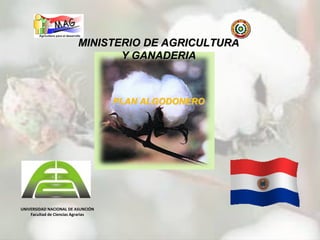 MINISTERIO DE AGRICULTURA 
Y GANADERIA 
PLAN ALGODONERO 
UNIVERSIDAD NACIONAL DE ASUNCIÓN 
Facultad de Ciencias Agrarias 
 