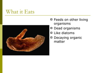 What it Eats Feeds on other living organisms Dead organisms Like diatoms Decaying organic matter