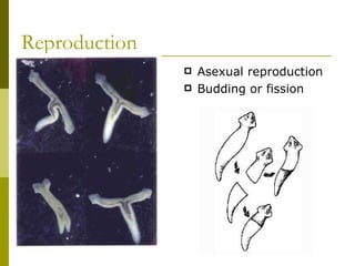 Reproduction Asexual reproduction Budding or fission