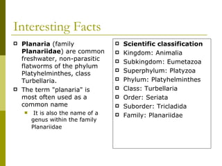 Interesting Facts Planaria (family Planariidae ) are common freshwater, non-parasitic flatworms of the phylum Platyhelminthes, class Turbellaria. The term "planaria" is most often used as a common name It is also the name of a genus within the family Planariidae Scientific classification Kingdom: Animalia Subkingdom: Eumetazoa Superphylum: Platyzoa Phylum: Platyhelminthes Class: Turbellaria Order: Seriata Suborder: Tricladida Family: Planariidae