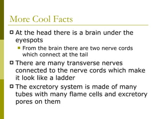 More Cool Facts At the head there is a brain under the eyespots From the brain there are two nerve cords which connect at the tail There are many transverse nerves connected to the nerve cords which make it look like a ladder The excretory system is made of many tubes with many flame cells and excretory pores on them