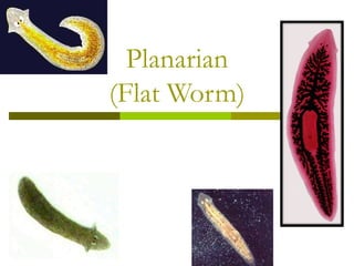 Planarian (Flat Worm) 