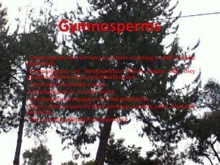Gymnosperms -Gymnosperms do not have and outer-covering or shell around their seeds.-Gymnosperms are heterosporous which means that they produce different male and female spores.-Gymnosperms produce cones.-Gymnosperms do not bear fruits.-Gymnosperms propagate via wind pollination.-Some common uses for them are soap, varnish, paint, food and perfumes.-They use the pollination to reproduce.