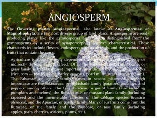 ANGIOSPERMThe flowering plants (angiosperms), also known as Angiospermae or Magnoliophyta, are the most diverse group of land plants. Angiosperms are seed-producing plants like the gymnosperms and can be distinguished from the gymnosperms by a series of synapomorphies (derived characteristics). These characteristics include flowers, endosperm within the seeds, and the production of fruits that contain the seeds.Agriculture is almost entirely dependent on angiosperms, either directly or indirectly through livestock feed. Of all the families plants, the Poaceae, or grass family, is by far the most important, providing the bulk of all feedstocks (rice, corn — maize, wheat, barley, rye, oats, pearl millet, sugar cane, sorghum). The Fabaceae, or legume family, comes in second place. Also of high importance are the Solanaceae, or nightshade family (potatoes, tomatoes, and peppers, among others), the Cucurbitaceae, or gourd family (also including pumpkins and melons), the Brassicaceae, or mustard plant family (including rapeseed and the innumerable varieties of the cabbage species Brassicaoleracea), and the Apiaceae, or parsley family. Many of our fruits come from the Rutaceae, or rue family, and the Rosaceae, or rose family (including apples, pears, cherries, apricots, plums, etc.).