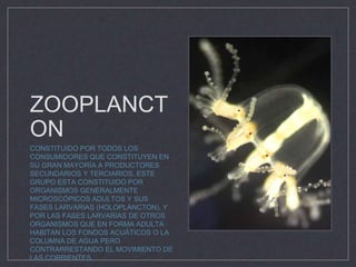 ZOOPLANCT
ON
CONSTITUIDO POR TODOS LOS
CONSUMIDORES QUE CONSTITUYEN EN
SU GRAN MAYORÍA A PRODUCTORES
SECUNDARIOS Y TERCIARIOS. ESTE
GRUPO ESTA CONSTITUIDO POR
ORGANISMOS GENERALMENTE
MICROSCÓPICOS ADULTOS Y SUS
FASES LARVARIAS (HOLOPLANCTON), Y
POR LAS FASES LARVARIAS DE OTROS
ORGANISMOS QUE EN FORMA ADULTA
HABITAN LOS FONDOS ACUÁTICOS O LA
COLUMNA DE AGUA PERO
CONTRARRESTANDO EL MOVIMIENTO DE
LAS CORRIENTES.
 