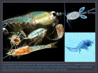 ALGUNOS DE LOS GRUPOS DE ORGANISMOS MAS ABUNDANTES Y CARACTERÍSTICOS
DEL ZOOPLANCTON SON LOS COPÉPODOS, CLADÓCEROS, ROTÍFEROS, CNIDARIOS,
QUETOGNATOS, EUFÁUSIDOS Y LAS LARVAS DE LOS PECES
 
