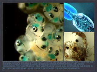 UN COMPONENTE DEL ZOOPLANCTON RELATIVAMENTE MENOS ESTUDIADO SON SUS PARÁSITOS QUE
CONSTITUYEN UNA DIVERSIDAD VARIOS ORDENES DE MAGNITUD MAYOR QUE LOS MISMOS
ORGANISMOS FITOPLANCTÓNICOS Y ZOOPLANCTÓNICOS YA QUE CADA ORGANISMOS QUE EXISTE EN
EL PLANETA ES PROPENSO A INFESTARSE O INFECTARSE POR MÚLTIPLES PARÁSITOS.
 