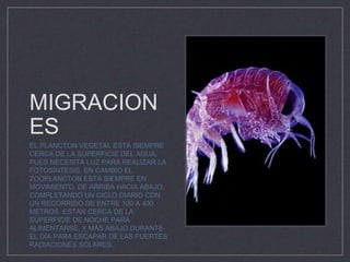 MIGRACION
ES
EL PLANCTON VEGETAL ESTÁ SIEMPRE
CERCA DE LA SUPERFICIE DEL AGUA,
PUES NECESITA LUZ PARA REALIZAR LA
FOTOSÍNTESIS. EN CAMBIO EL
ZOOPLANCTON ESTÁ SIEMPRE EN
MOVIMIENTO, DE ARRIBA HACIA ABAJO,
COMPLETANDO UN CICLO DIARIO CON
UN RECORRIDO DE ENTRE 100 A 400
METROS. ESTÁN CERCA DE LA
SUPERFICIE DE NOCHE PARA
ALIMENTARSE, Y MÁS ABAJO DURANTE
EL DÍA PARA ESCAPAR DE LAS FUERTES
RADIACIONES SOLARES.
 