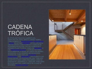 CADENA
TRÓFICA
EL FITOPLANCTON ES EL ALIMENTO DEL
ZOOPLANCTON. ÉSTE, SIRVE AL MISMO TIEMPO
COMO ALIMENTO A EQUINODERMOS, CRUSTÁCEOS
Y PECES EN ESTADO LARVARIO. ESTAS LARVAS AL
CRECER SIRVEN COMO ALIMENTO A BANCOS DE
PEQUEÑOS PECES QUE A SU VEZ ALIMENTAN A
GRANDES PLANCTÍVOROS, COMO LAS BALLENAS O
LOS TIBURONES BALLENA, Y A PECES MAYORES
QUE ALIMENTAN, A VECES, EN VARIOS ESLABONES
SUCESIVOS, A LOS GRANDES DEPREDADORES
OCEÁNICOS, COMO SON LOS CETÁCEOS
CARNÍVOROS, LOS TIBURONES, LOS ATUNES O LOS
PECES ESPADA. EN PROPORCIÓN, UNA TONELADA
DE ESTOS ÚLTIMOS HABRÁ REQUERIDO, PARA SU
EXISTENCIA Y DESARROLLO, CINCO MIL TONELADAS
DE FITOPLANCTON, COMO PARTE DE LO QUE SE
DENOMINA CADENA TRÓFICA.
 