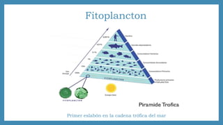 Fitoplancton 
Primer eslabón en la cadena trófica del mar 
 