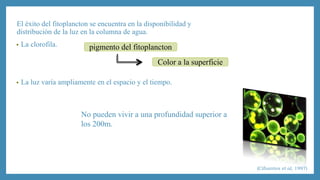 El éxito del fitoplancton se encuentra en la disponibilidad y 
distribución de la luz en la columna de agua. 
• La clorofila. 
pigmento del fitoplancton 
Color a la superficie 
• La luz varía ampliamente en el espacio y el tiempo. 
No pueden vivir a una profundidad superior a 
los 200m. 
(Cifuentes et al, 1997) 
 