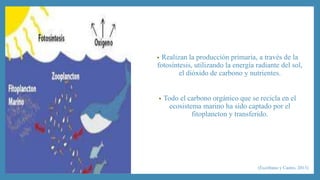 • Realizan la producción primaria, a través de la 
fotosíntesis, utilizando la energía radiante del sol, 
el dióxido de carbono y nutrientes. 
• Todo el carbono orgánico que se recicla en el 
ecosistema marino ha sido captado por el 
fitoplancton y transferido. 
(Escribano y Castro, 2013) 
 