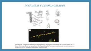 DIATOMEAS Y DINOFLAGELADOS 
 