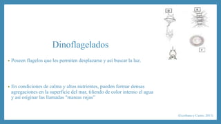 Dinoflagelados 
• Poseen flagelos que les permiten desplazarse y así buscar la luz. 
• En condiciones de calma y altos nutrientes, pueden formar densas 
agregaciones en la superficie del mar, tiñendo de color intenso el agua 
y así originar las llamadas "mareas rojas” 
(Escribano y Castro, 2013) 
 