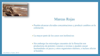 Mareas Rojas 
• Pueden alcanzar elevadas concentraciones y producir cambios en la 
coloración. 
• La mayor parte de los casos son inofensivas 
• Sin embargo las microalgas causantes de la floración son 
productoras de potentes venenos o toxinas y pueden causar 
mortandades en peces y otros organismos marinos, e incluso afectar 
al hombre. 
(Escribano y Castro, 2013) 
 