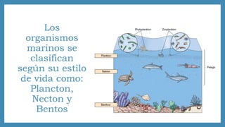 Los 
organismos 
marinos se 
clasifican 
según su estilo 
de vida como: 
Plancton, 
Necton y 
Bentos 
 